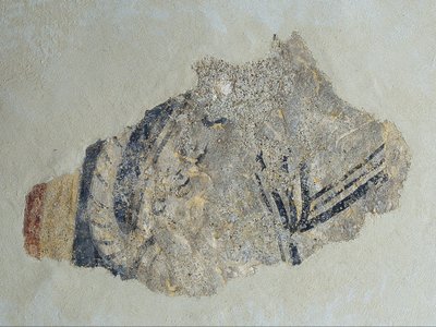 Remains of a Quadruped from Sant Joan de Boí by Unbekannt Unbekannt